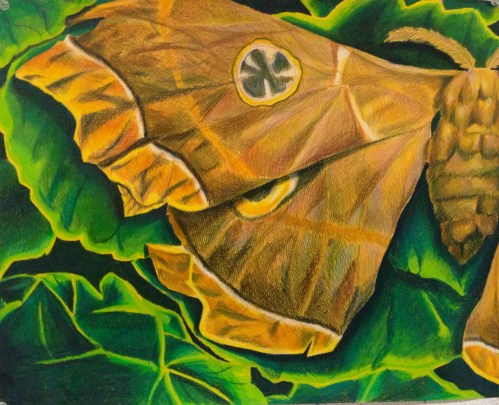 Color Pencil Butterfly (1)