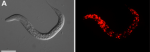 Figure 4: “Crooked-head” C. elegans http://www.biomedsearch.com/nih/Atypical-Calpains-Evolutionary-Analyses-Roles/22479198.html 