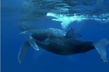 Screen Shot 2015-09-23 at 4.07.39 PM