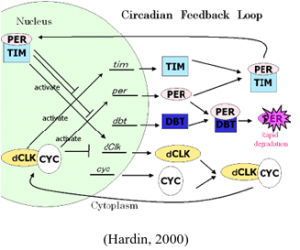 Screen Shot 2015-11-08 at 8.45.47 PM